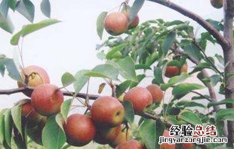 南果梨的种植技术 南果梨的种植技术和管理