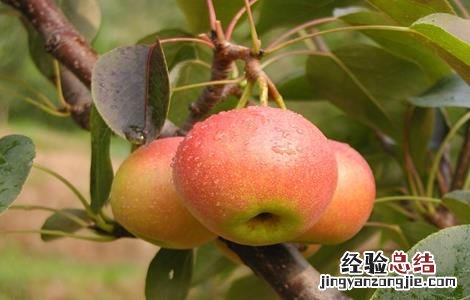 南果梨的种植技术 南果梨的种植技术和管理