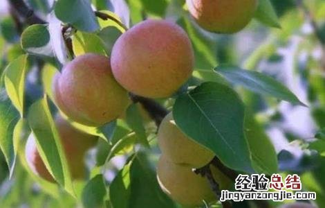 南果梨的种植技术 南果梨的种植技术和管理