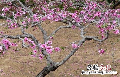 桃树的修剪技术要点 桃树的修剪技术要点