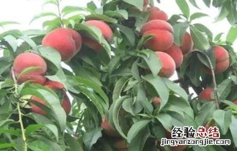 桃树的修剪技术要点 桃树的修剪技术要点
