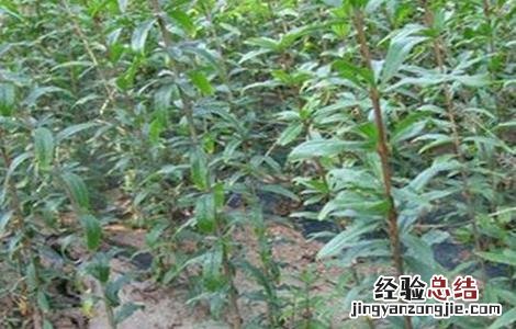 石榴树怎么繁殖方法 石榴树怎么繁殖