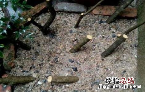 石榴树怎么繁殖方法 石榴树怎么繁殖