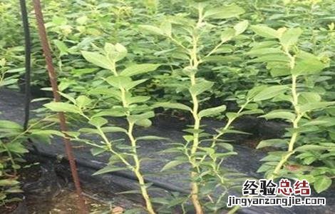 石榴树怎么繁殖方法 石榴树怎么繁殖