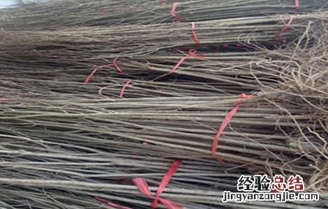 石榴树怎么繁殖方法 石榴树怎么繁殖