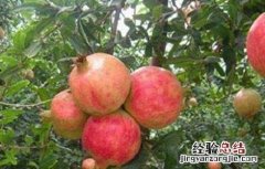 石榴树怎么繁殖方法 石榴树怎么繁殖