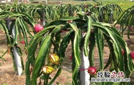 火龙果冬季管理要点 火龙果秋冬季怎么管理?