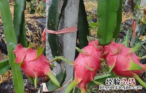 火龙果冬季管理要点 火龙果秋冬季怎么管理?