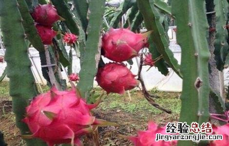 火龙果冬季管理要点 火龙果秋冬季怎么管理?