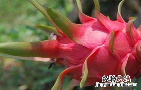 火龙果冬季管理要点 火龙果秋冬季怎么管理?