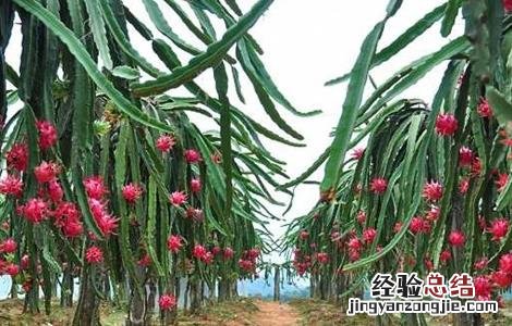 火龙果冬季管理要点 火龙果秋冬季怎么管理?