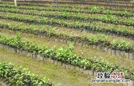 菠萝蜜如何选树苗 菠萝蜜如何选树苗图片