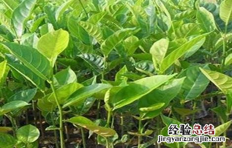 菠萝蜜如何选树苗 菠萝蜜如何选树苗图片