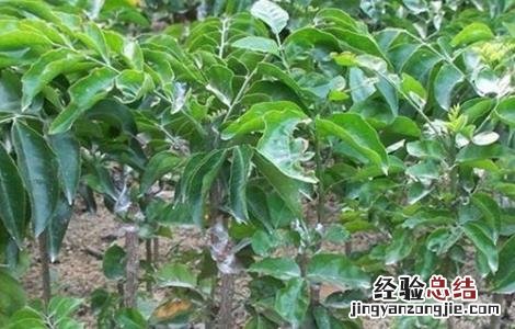 菠萝蜜如何选树苗 菠萝蜜如何选树苗图片