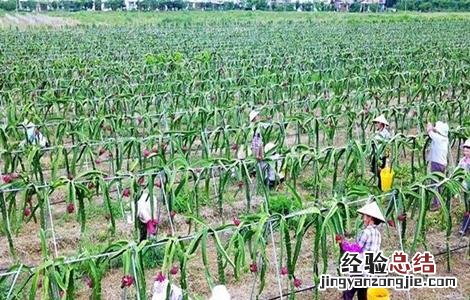 火龙果的施肥方法有哪些 火龙果的施肥方法