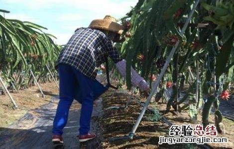 火龙果的施肥方法有哪些 火龙果的施肥方法