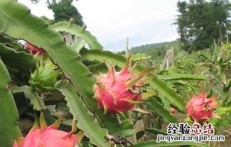 火龙果的施肥方法有哪些 火龙果的施肥方法