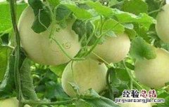 如何增加甜瓜甜度 甜瓜如何增甜