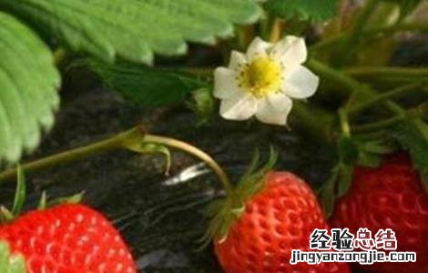草莓繁殖方法 草莓繁殖方法视频
