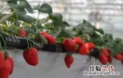 草莓繁殖方法 草莓繁殖方法视频