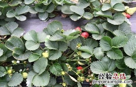草莓繁殖方法 草莓繁殖方法视频
