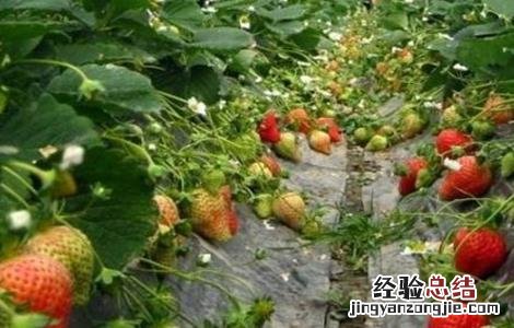草莓繁殖方法 草莓繁殖方法视频