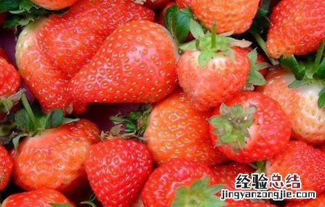 草莓繁殖方法 草莓繁殖方法视频