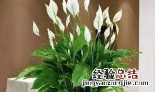 一帆风顺放卧室好吗晚上 一帆风顺放卧室好吗晚上能放吗