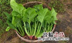 粉丝菠菜凉菜怎么做好吃视频 粉丝菠菜凉菜怎么做好吃