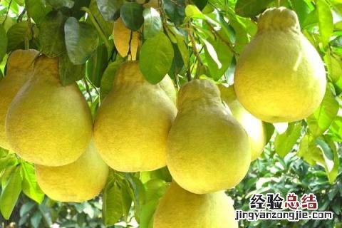 柚子变苦了怎么办 柚子变苦怎么回事