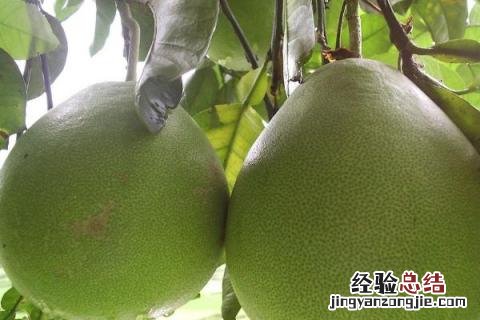 柚子变苦了怎么办 柚子变苦怎么回事