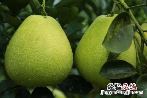 柚子变苦了怎么办 柚子变苦怎么回事