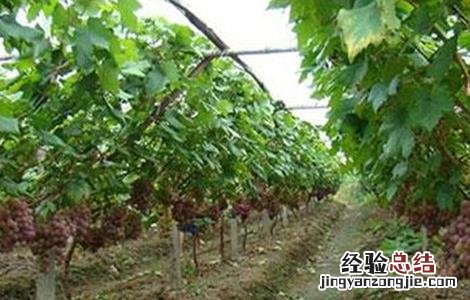 葡萄掉果是什么原因 葡萄落果是什么原因造成的