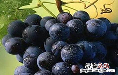 葡萄掉果是什么原因 葡萄落果是什么原因造成的