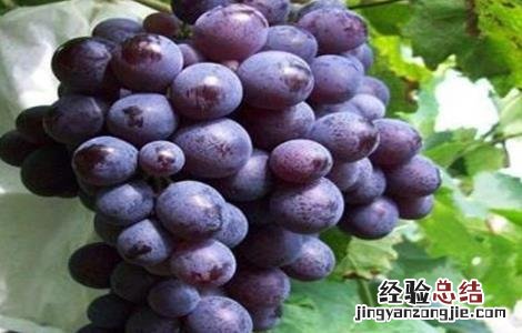 葡萄掉果是什么原因 葡萄落果是什么原因造成的