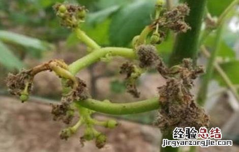 葡萄掉果是什么原因 葡萄落果是什么原因造成的