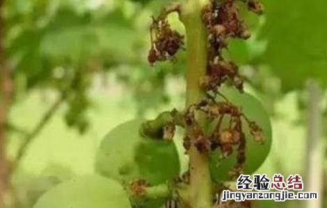 葡萄掉果是什么原因 葡萄落果是什么原因造成的