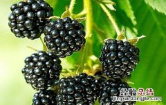 黑莓的栽培技术 黑莓栽培技术要点王焕兴