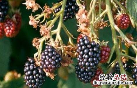 黑莓的栽培技术 黑莓栽培技术要点王焕兴