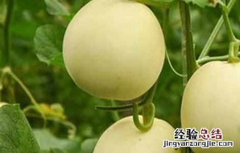 甜瓜的种植技术? 甜瓜的种植技术