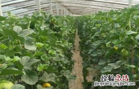 甜瓜的种植技术? 甜瓜的种植技术