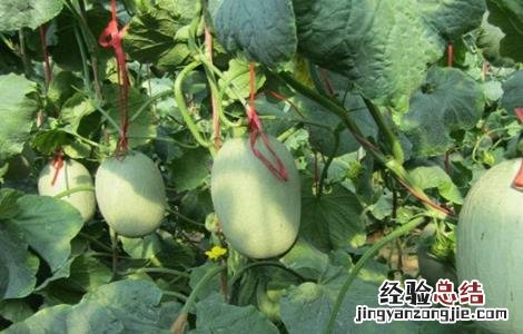 甜瓜的种植技术? 甜瓜的种植技术