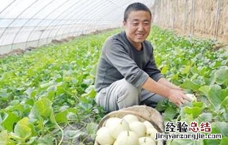 甜瓜的种植技术? 甜瓜的种植技术