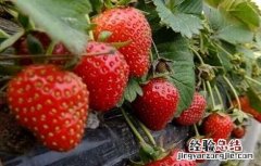 草莓对环境条件的要求 草莓对环境条件的要求是