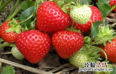 草莓对环境条件的要求 草莓对环境条件的要求是
