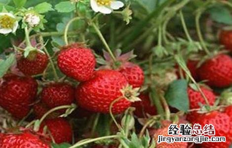 草莓对环境条件的要求 草莓对环境条件的要求是