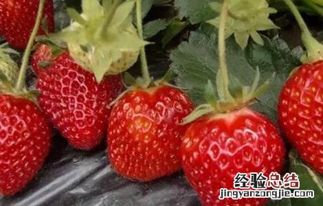 草莓对环境条件的要求 草莓对环境条件的要求是