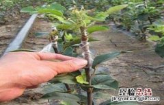 影响苹果嫁接成活的原因 影响果树嫁接成活的因素