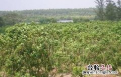 如何修剪龙眼树 如何修剪龙眼树枝