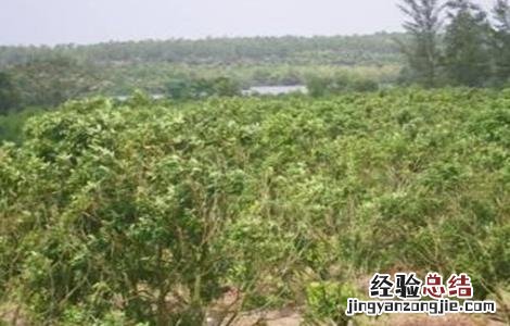 如何修剪龙眼树 如何修剪龙眼树枝